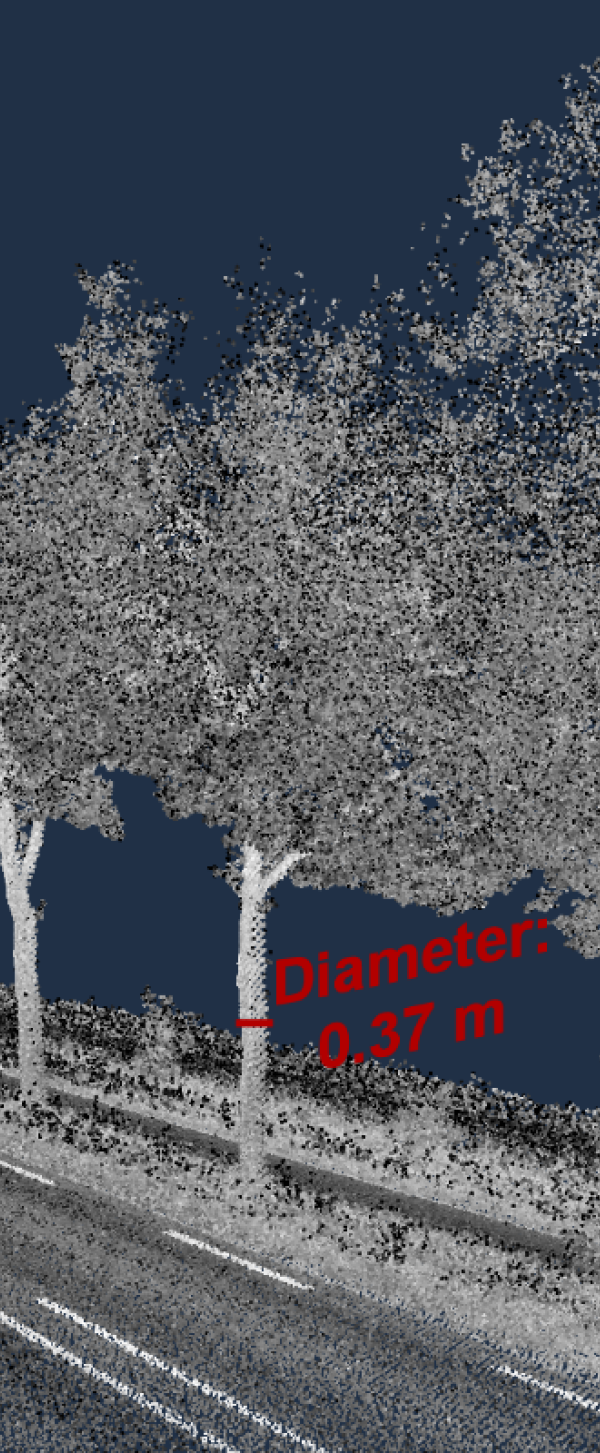 boom-hoogte-diameter.png