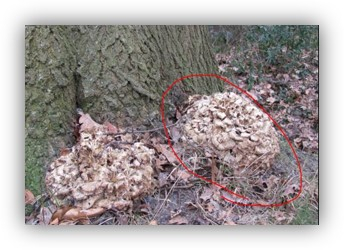 algoritme-bomen.jpg